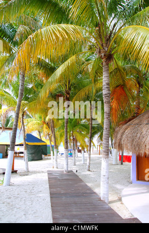 Isla Mujeres Palmen tropischen Norden Strand Palapas Mexiko-Cancun Stockfoto