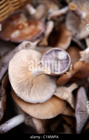 Ein Korb mit Holz Bilder Pilze gesammelt im Wald Gwent Wales, UK Stockfoto