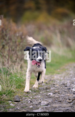 Ein junger Border Collie Hund im Wald Mitte Wales UK Stockfoto