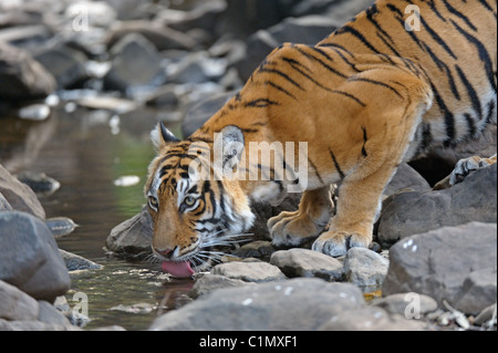 Tiger, trinken aus einem Wasserloch im Ranthambhore National Park, Indien Stockfoto