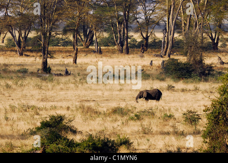 Tansania, der Ngorongoro-Nationalpark (Unesco Weltkulturerbe), dem Lerai forest Stockfoto