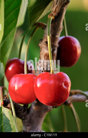 Reife Kirschen am Baum Stockfoto