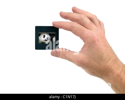 Dias auf dem weißen Hintergrund isoliert Stockfoto