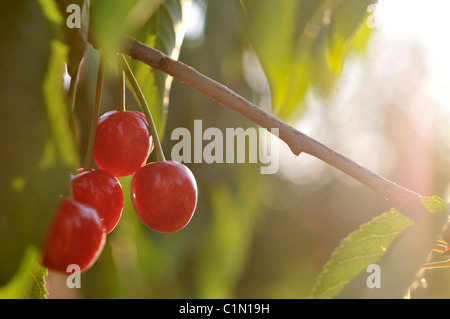 Reife Kirschen am Baum Stockfoto