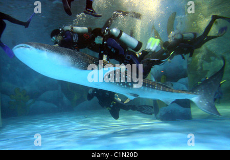 Weltweit größte Fisch geliefert von Jumbo Jet zwei Walhaie sind zu einem Aquarium in Qingdo, China, geliefert von Jumbo Jet in eine Stockfoto