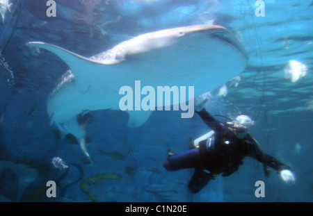 Weltweit größte Fisch geliefert von Jumbo Jet zwei Walhaie sind zu einem Aquarium in Qingdo, China, geliefert von Jumbo Jet in eine Stockfoto