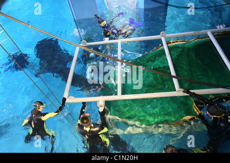 Weltweit größte Fisch geliefert von Jumbo Jet zwei Walhaie sind zu einem Aquarium in Qingdo, China, geliefert von Jumbo Jet in eine Stockfoto