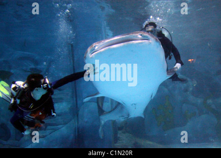 Weltweit größte Fisch geliefert von Jumbo Jet zwei Walhaie sind zu einem Aquarium in Qingdo, China, geliefert von Jumbo Jet in eine Stockfoto