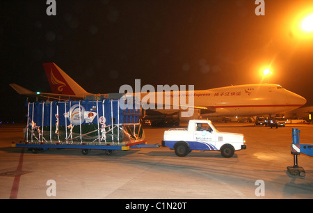 Weltweit größte Fisch geliefert von Jumbo Jet zwei Walhaie sind zu einem Aquarium in Qingdo, China, geliefert von Jumbo Jet in eine Stockfoto