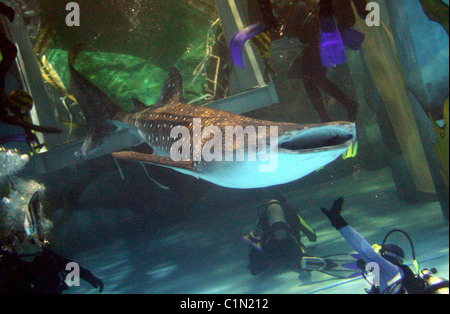 Weltweit größte Fisch geliefert von Jumbo Jet zwei Walhaie sind zu einem Aquarium in Qingdo, China, geliefert von Jumbo Jet in eine Stockfoto