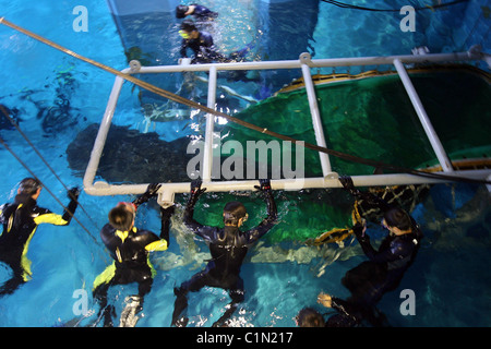 Weltweit größte Fisch geliefert von Jumbo Jet zwei Walhaie sind zu einem Aquarium in Qingdo, China, geliefert von Jumbo Jet in eine Stockfoto