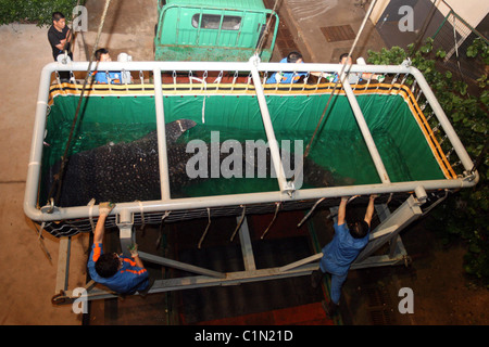 Weltweit größte Fisch geliefert von Jumbo Jet zwei Walhaie sind zu einem Aquarium in Qingdo, China, geliefert von Jumbo Jet in eine Stockfoto