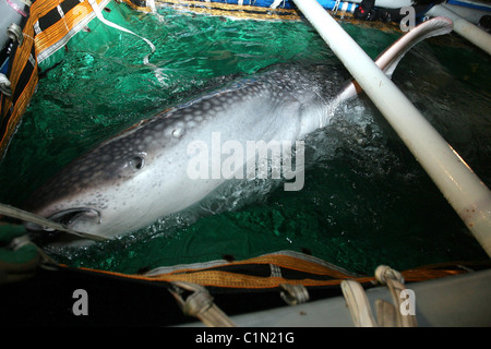 Weltweit größte Fisch geliefert von Jumbo Jet zwei Walhaie sind zu einem Aquarium in Qingdo, China, geliefert von Jumbo Jet in eine Stockfoto