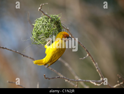 Goldene Palme Weaver. Ploceus Bojeri .saadani. Tansania Stockfoto