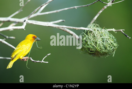 Goldene Palme Weaver. Ploceus Bojeri. Saadani. Weaver Vogel Gebäude Nest Tansania Stockfoto