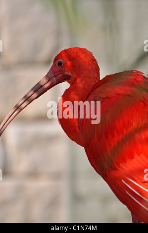 Scarlet Ibis aka Roter Ibis - Eudocimus ruber Stockfoto