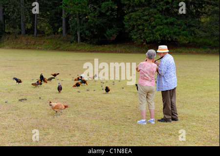 Älteres paar füttern Hühner Kokee State Park Kauai Hawaii Stockfoto