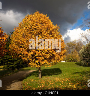 Herbst im Hyde Park in London Stockfoto