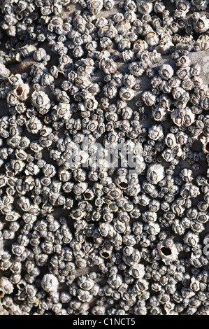 Cluster von Eichel Seepocken wächst auf einem Felsen an einem sonnigen Strand Stockfoto