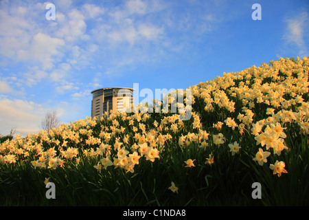 Appartement-Hochhaus steigt aus einem Bett von Narzisse Blumen im Frühjahr Stockfoto