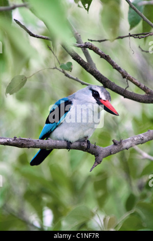 Waldland Kingfisher gehockt Zweig Botswana Afrika Stockfoto