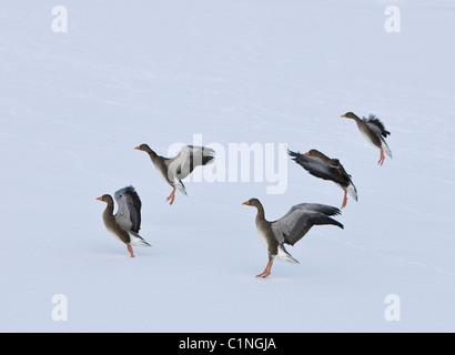 Gänse in verschneiter Landschaft, Reykjavik, Island Stockfoto