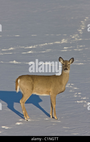 Whitetail Deer im eiskalten Winter Saskatchewan Kanada kalt Stockfoto