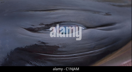 Auge Oc Toten Wal, Minke Whale Hunt, Atlantic North Island Stockfoto