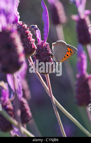 Kleine Kupfer (Lycaena Phlaeas) Fütterung unter Lavendel Stockfoto