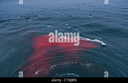 Nördlichen Eissturmvögel (Seevögel) Schwarm über Blut von Minke Whale Hunt, Atlantic North Island Stockfoto