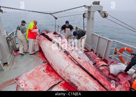 Häuten und Ausnehmen von Wal.  Minke Whale Hunt, Nordatlantik, Island Hrafnreydur KO-100 (Boot) Stockfoto