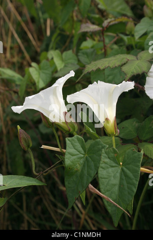 Absicherung von Ackerwinde (Calystegia Sepium: Convolvulaceae), UK Stockfoto