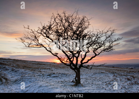 Weißdorn Baum gegen altrosa Sonnenuntergang Himmel im Winter auf Dartmoor Devon UK Stockfoto