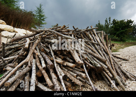 Haufen von Schnittholz, Baum verzweigt Stockfoto