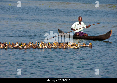 Mann im Kanu herding Enten auf den tropischen Kerala Backwaters an der Malabar-Küste von Süd-Indien. Stockfoto