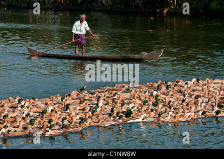 Mann im Kanu herding Enten auf den tropischen Kerala Backwaters an der Malabar-Küste von Süd-Indien. Stockfoto