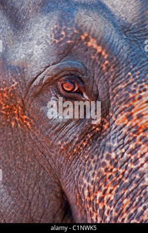 Auge des asiatischen Elefanten in Indien Stockfoto