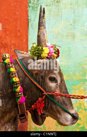 Porträt eines bunten Jallikattu Stiers dekoriert für Pongal Festival Stockfoto