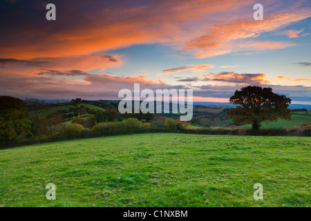 Herbst Sonnenaufgang über Felder in der Nähe von Exeter. Devon. Südwest-England. Europa Stockfoto