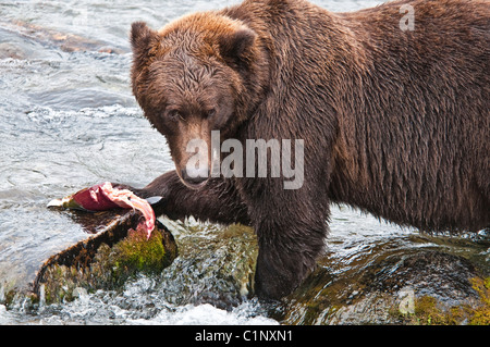 Grizzly Bär, Ursus Arctos Horriblis essen Lachs, Brooks River, Katmai Nationalpark, Alaska, USA Stockfoto