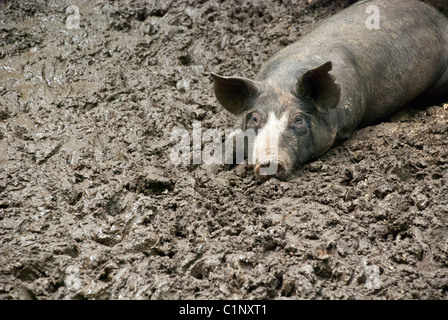 Berkshire-Schwein liegend in den Schlamm und Stein Scheunen Zentrum für Ernährung und Landwirtschaft, Pocantico Hills, New York, USA Stockfoto