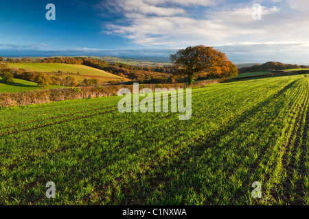 Patchwork-Felder im Lande in der Nähe von Tedburn St Mary, Devon, Südwestengland, Vereinigtes Königreich, Europa Stockfoto