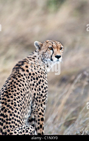 Gepard, Acinonyx Jubatus, Suche nach Beute, Masai Mara National Reserve, Kenia, Afrika Stockfoto