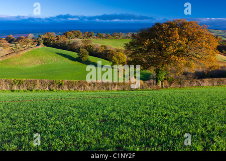 Patchwork-Felder im Lande in der Nähe von Tedburn St Mary, Devon, Südwestengland, Vereinigtes Königreich, Europa Stockfoto