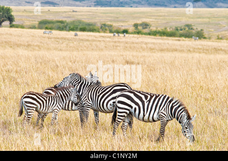 Burchell Zebras Masai Mara National Reserve, Kenia, Afrika Stockfoto