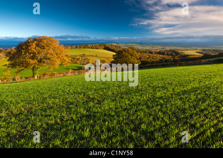 Patchwork-Felder im Lande in der Nähe von Tedburn St Mary, Devon, Südwestengland, Vereinigtes Königreich, Europa Stockfoto