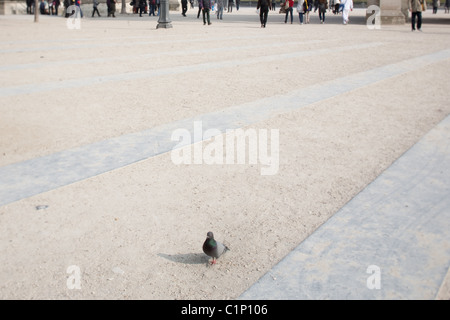 Taube, gefolgt im Park im Jardin de Tuileries in Paris Frankreich Stockfoto