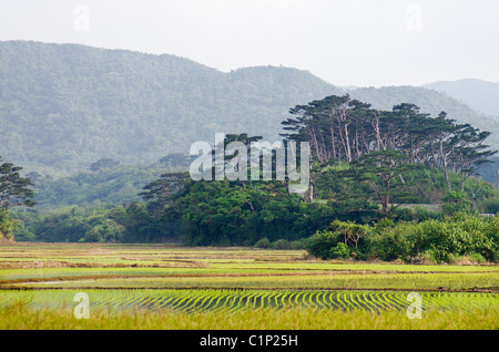 Reisfelder auf Iriomote Island mit ungezähmten Wildnis im Hintergrund, Okinawa, Japan Stockfoto