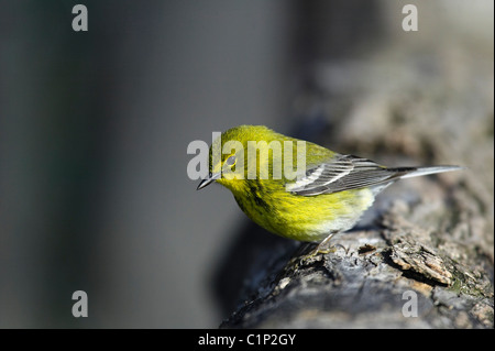 Ein Erwachsener Kiefer Warbler (Dendroica Pinus) thront auf einem Baum im New Yorker Central Park an einem frühen Frühlingsmorgen Stockfoto