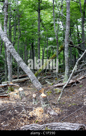 Bäume von Biber neben Ushuaia in Argentinien Tierra del Fuego Bereich beschädigt Stockfoto
